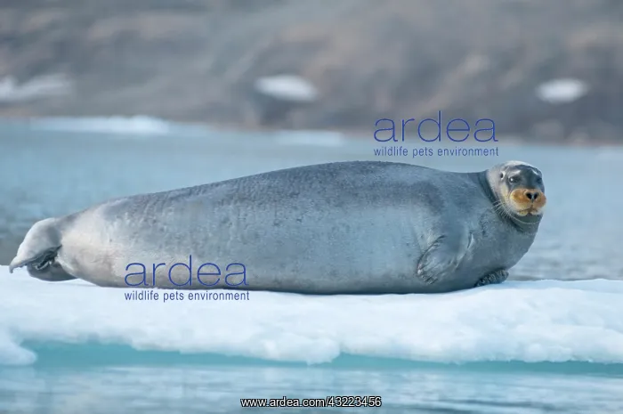 : Norway, Svalbard Archipelago, Spitsbergen : Norway, Svalbard Archipelago, Spitsbergen
