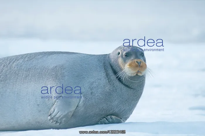 : Norway, Svalbard Archipelago, Spitsbergen : Norway, Svalbard Archipelago, Spitsbergen