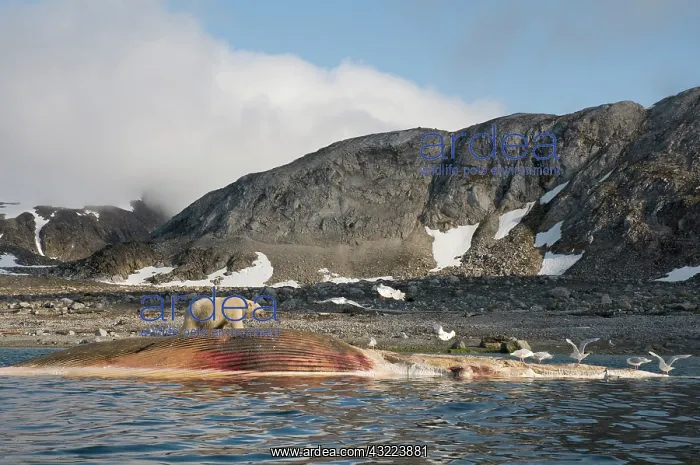 : Norway, Svalbard Archipelago, Spitsbergen : Norway, Svalbard Archipelago, Spitsbergen