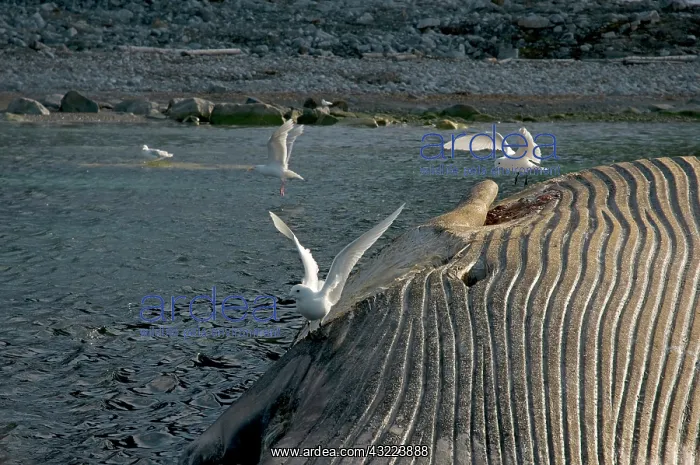 : Norway, Svalbard Archipelago, Spitsbergen : Norway, Svalbard Archipelago, Spitsbergen