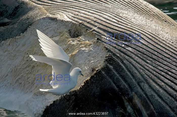 : Norway, Svalbard Archipelago, Spitsbergen : Norway, Svalbard Archipelago, Spitsbergen