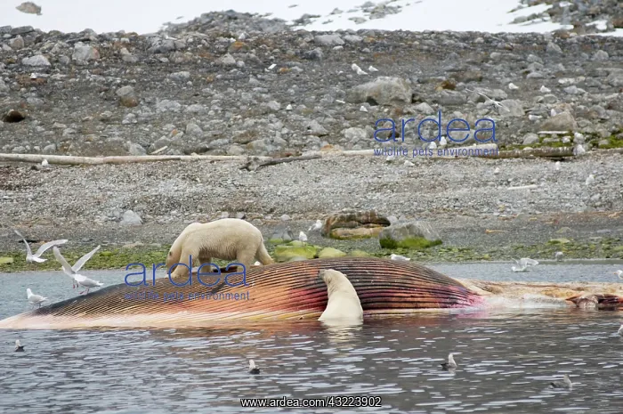 : Norway, Svalbard Archipelago, Spitsbergen : Norway, Svalbard Archipelago, Spitsbergen