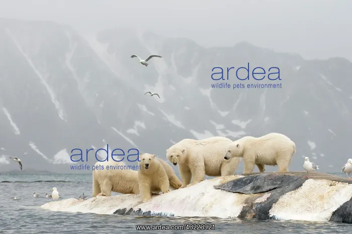 : Norway, Svalbard Archipelago, Spitsbergen : Norway, Svalbard Archipelago, Spitsbergen