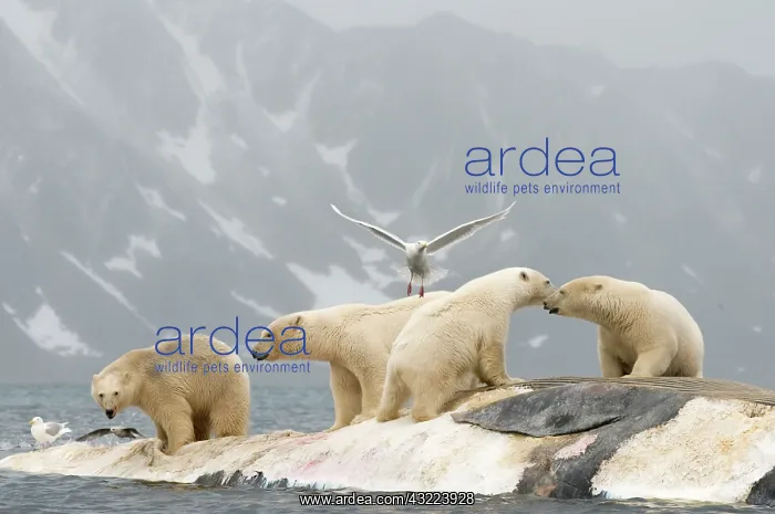 : Norway, Svalbard Archipelago, Spitsbergen : Norway, Svalbard Archipelago, Spitsbergen