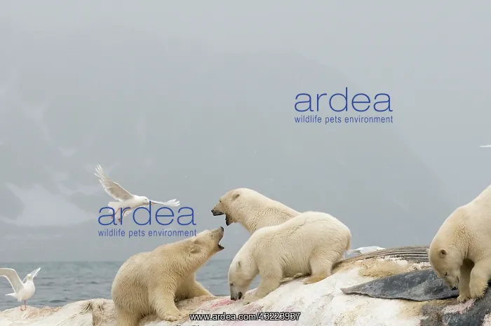 : Norway, Svalbard Archipelago, Spitsbergen : Norway, Svalbard Archipelago, Spitsbergen