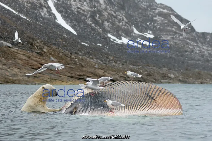 : Norway, Svalbard Archipelago, Spitsbergen : Norway, Svalbard Archipelago, Spitsbergen