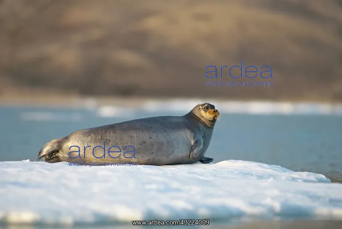 : Norway, Svalbard Archipelago, Spitsbergen : Norway, Svalbard Archipelago, Spitsbergen