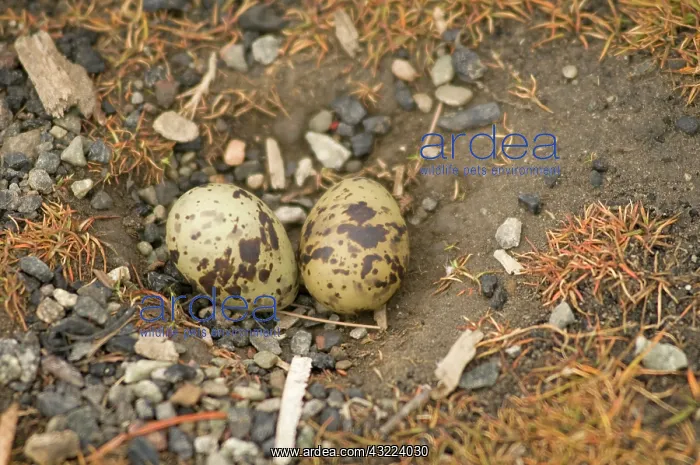 : Norway, Svalbard Archipelago, Spitsbergen : Norway, Svalbard Archipelago, Spitsbergen