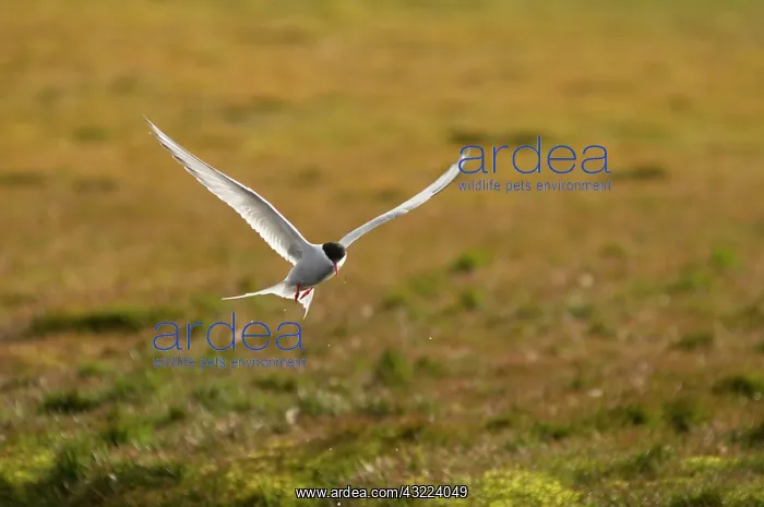 : Norway, Svalbard Archipelago, Spitsbergen : Norway, Svalbard Archipelago, Spitsbergen
