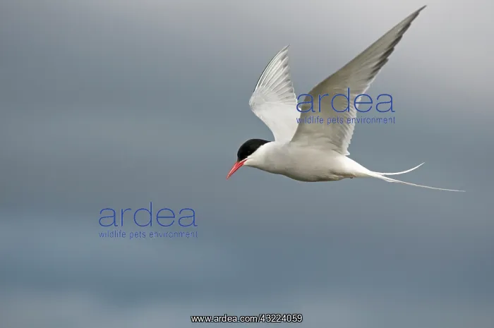 : Norway, Svalbard Archipelago, Spitsbergen : Norway, Svalbard Archipelago, Spitsbergen