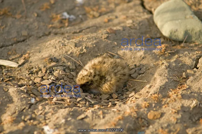 : Norway, Svalbard Archipelago, Spitsbergen : Norway, Svalbard Archipelago, Spitsbergen
