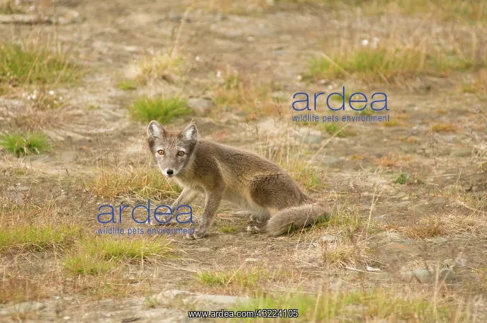 : Norway, Svalbard Archipelago, Spitsbergen : Norway, Svalbard Archipelago, Spitsbergen