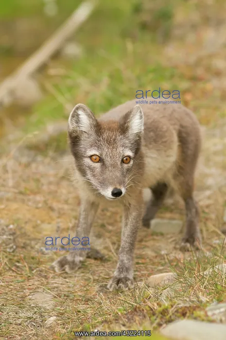 : Norway, Svalbard Archipelago, Spitsbergen : Norway, Svalbard Archipelago, Spitsbergen
