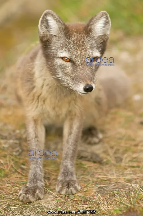 : Norway, Svalbard Archipelago, Spitsbergen : Norway, Svalbard Archipelago, Spitsbergen