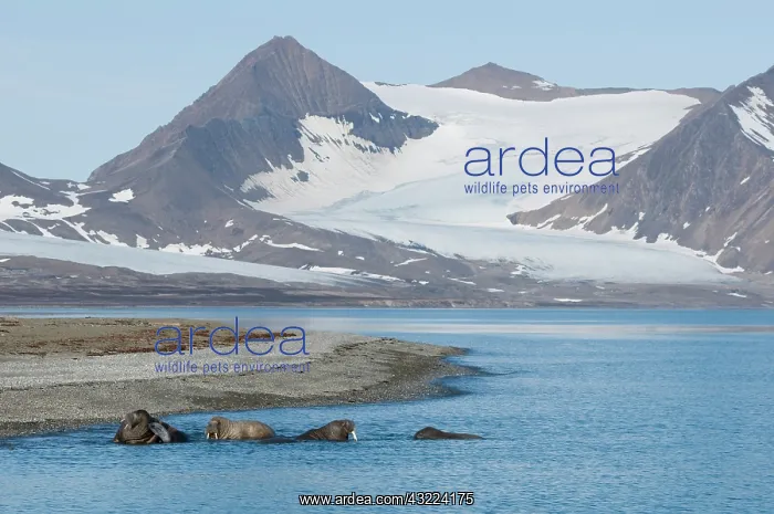 : Norway, Svalbard Archipelago, Spitsbergen : Norway, Svalbard Archipelago, Spitsbergen