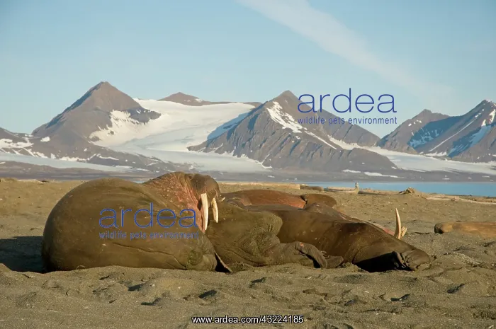 : Norway, Svalbard Archipelago, Spitsbergen : Norway, Svalbard Archipelago, Spitsbergen