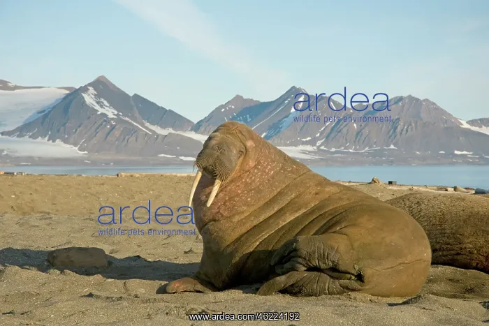 : Norway, Svalbard Archipelago, Spitsbergen : Norway, Svalbard Archipelago, Spitsbergen
