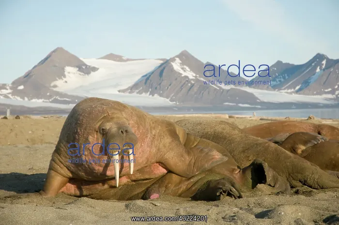 : Norway, Svalbard Archipelago, Spitsbergen : Norway, Svalbard Archipelago, Spitsbergen