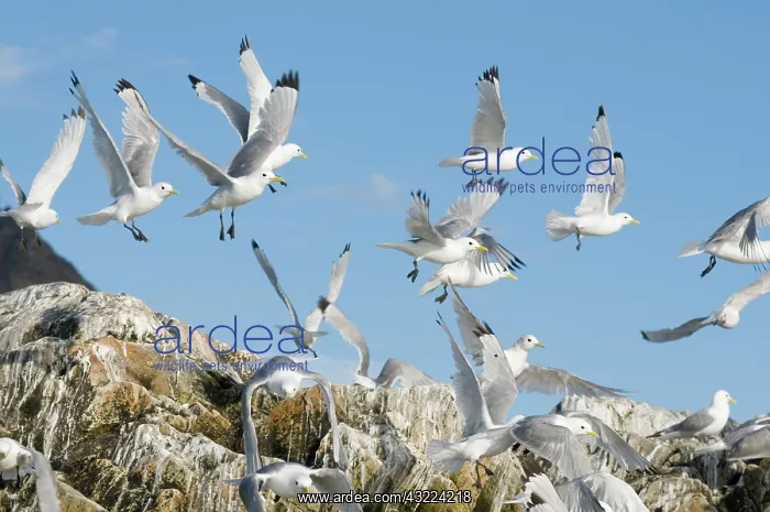 : Norway, Svalbard Archipelago, Spitsbergen : Norway, Svalbard Archipelago, Spitsbergen