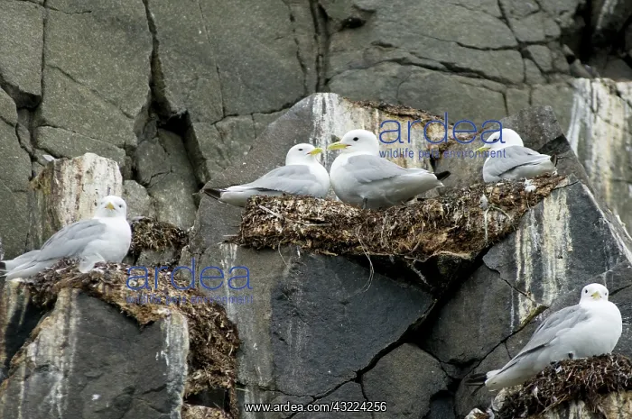 : Norway, Svalbard Archipelago, Spitsbergen : Norway, Svalbard Archipelago, Spitsbergen