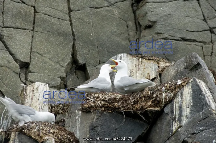 : Norway, Svalbard Archipelago, Spitsbergen