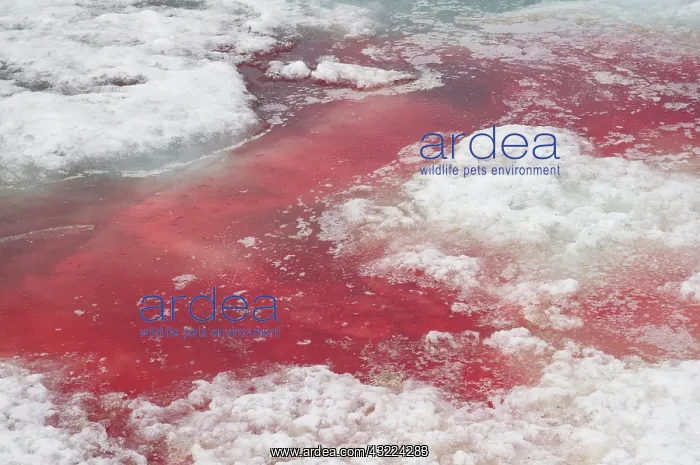 : Norway, Svalbard Archipelago, Spitsbergen : Norway, Svalbard Archipelago, Spitsbergen