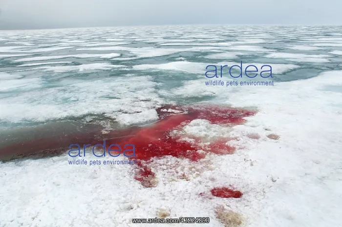 : Norway, Svalbard Archipelago, Spitsbergen : Norway, Svalbard Archipelago, Spitsbergen