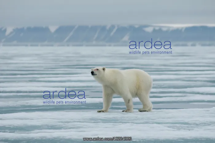 : Norway, Svalbard Archipelago, Spitsbergen : Norway, Svalbard Archipelago, Spitsbergen