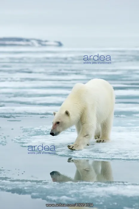 : Norway, Svalbard Archipelago, Spitsbergen : Norway, Svalbard Archipelago, Spitsbergen