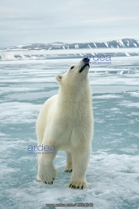 : Norway, Svalbard Archipelago, Spitsbergen : Norway, Svalbard Archipelago, Spitsbergen
