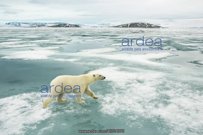 : Norway, Svalbard Archipelago, Spitsbergen : Norway, Svalbard Archipelago, Spitsbergen