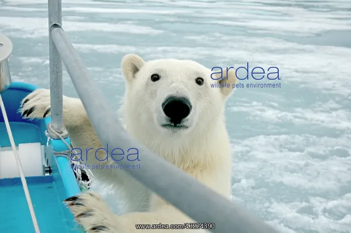 : Norway, Svalbard Archipelago, Spitsbergen : Norway, Svalbard Archipelago, Spitsbergen