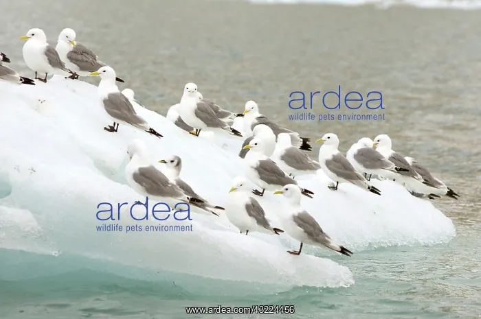 : Norway, Svalbard Archipelago, Spitsbergen : Norway, Svalbard Archipelago, Spitsbergen