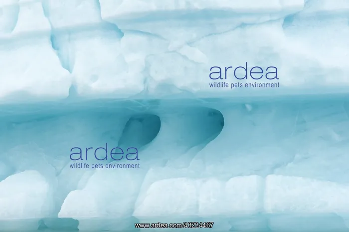 : Norway, Svalbard Archipelago, Spitsbergen : Norway, Svalbard Archipelago, Spitsbergen