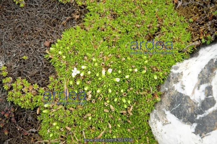 : Norway, Svalbard Archipelago, Spitsbergen : Norway, Svalbard Archipelago, Spitsbergen