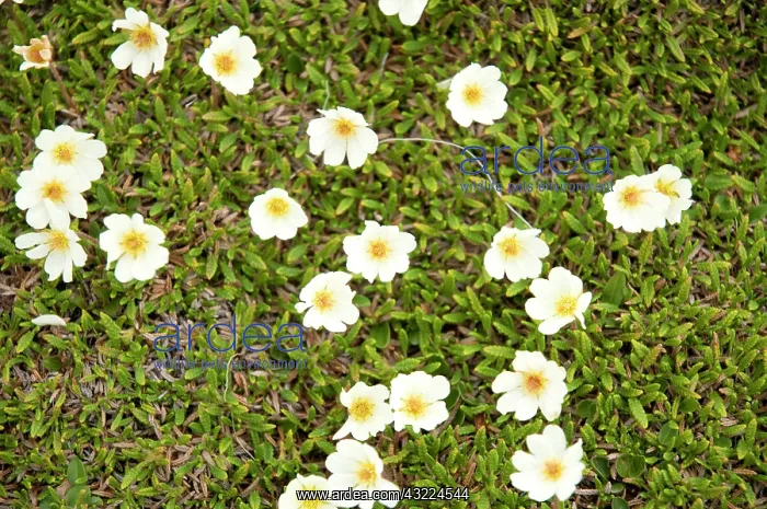 : Norway, Svalbard Archipelago, Spitsbergen : Norway, Svalbard Archipelago, Spitsbergen