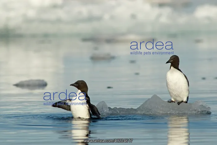 : Norway, Svalbard Archipelago, Spitsbergen : Norway, Svalbard Archipelago, Spitsbergen