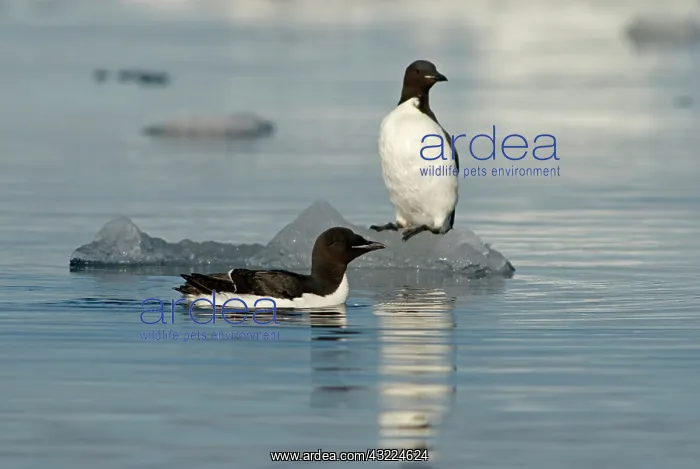 : Norway, Svalbard Archipelago, Spitsbergen : Norway, Svalbard Archipelago, Spitsbergen