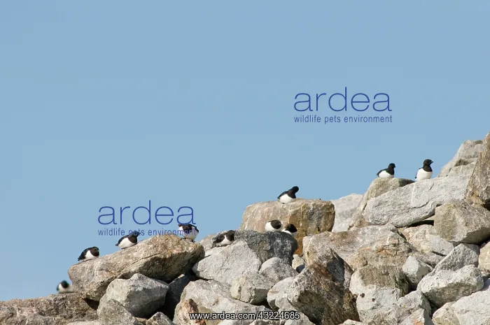 : Norway, Svalbard Archipelago, Spitsbergen : Norway, Svalbard Archipelago, Spitsbergen
