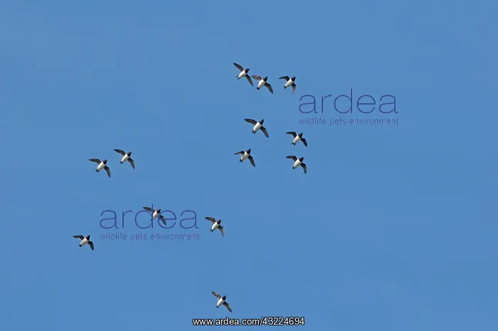 : Norway, Svalbard Archipelago, Spitsbergen : Norway, Svalbard Archipelago, Spitsbergen