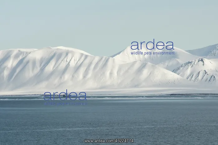 : Norway, Svalbard Archipelago, Spitsbergen : Norway, Svalbard Archipelago, Spitsbergen