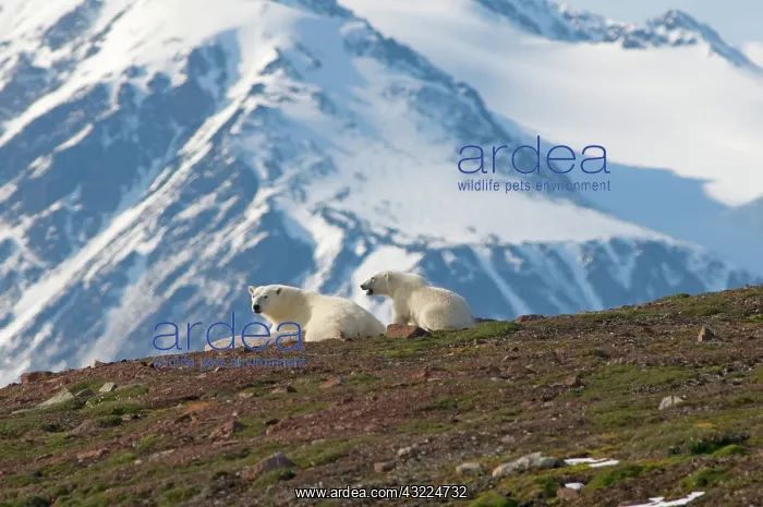 : Norway, Svalbard Archipelago, Spitsbergen : Norway, Svalbard Archipelago, Spitsbergen