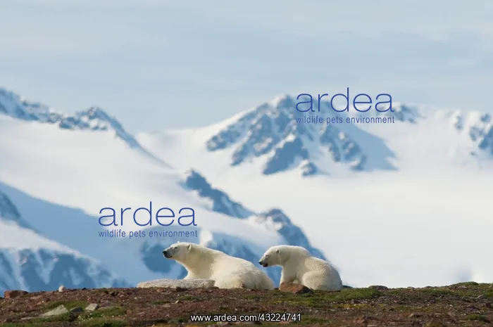 : Norway, Svalbard Archipelago, Spitsbergen : Norway, Svalbard Archipelago, Spitsbergen