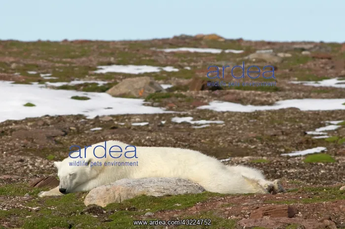 : Norway, Svalbard Archipelago, Spitsbergen : Norway, Svalbard Archipelago, Spitsbergen