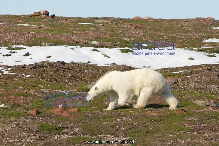 : Norway, Svalbard Archipelago, Spitsbergen : Norway, Svalbard Archipelago, Spitsbergen