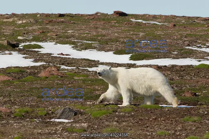 : Norway, Svalbard Archipelago, Spitsbergen : Norway, Svalbard Archipelago, Spitsbergen