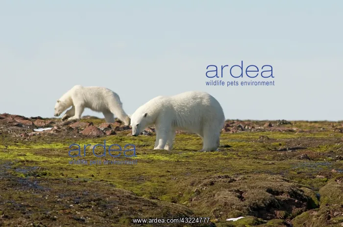 : Norway, Svalbard Archipelago, Spitsbergen : Norway, Svalbard Archipelago, Spitsbergen