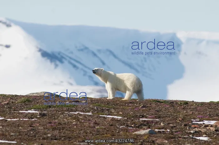 : Norway, Svalbard Archipelago, Spitsbergen : Norway, Svalbard Archipelago, Spitsbergen