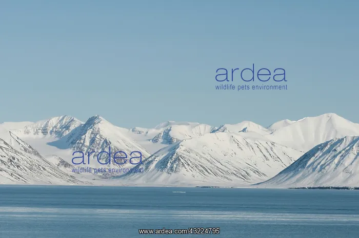 : Norway, Svalbard Archipelago, Spitsbergen : Norway, Svalbard Archipelago, Spitsbergen