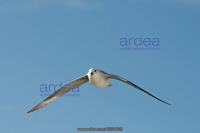 : Norway, Svalbard Archipelago, Spitsbergen